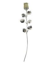 rosa-bianca-bagutta-30cm